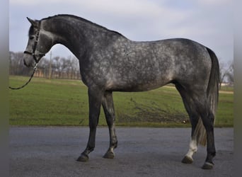 Anglo European Studbook, Semental, 4 años, 171 cm, Tordo