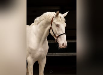 Anglo European Studbook, Semental, 4 años, 173 cm, Cremello