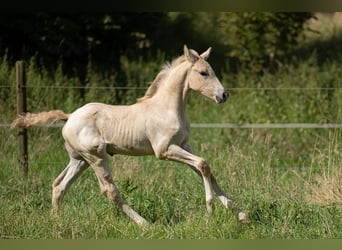 Anglo European Studbook, Semental, Potro (06/2024), 163 cm, Dunalino (Cervuno x Palomino)