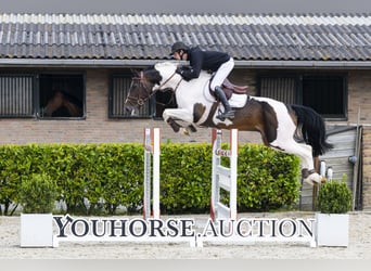 Anglo European Studbook, Stallion, 10 years, 15.3 hh, Pinto