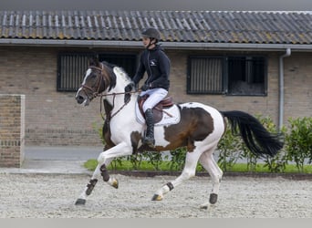 Anglo European Studbook, Stallion, 10 years, 15.3 hh, Pinto
