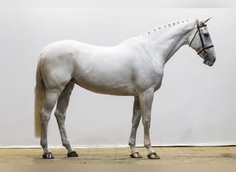 Anglo European Studbook, Stallion, 14 years, 17 hh