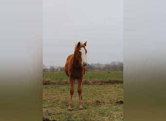 Anglo European Studbook, Stallion, 1 year, 12,2 hh, Chestnut-Red
