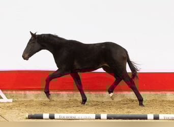 Anglo European Studbook, Stallion, 1 year, 14,3 hh, Bay-Dark