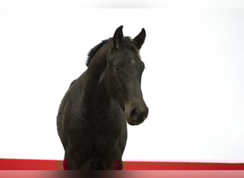 Anglo European Studbook, Stallion, 1 year, 14,3 hh, Bay-Dark