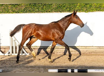 Anglo European Studbook, Stallion, 1 year, 15.2 hh, Brown