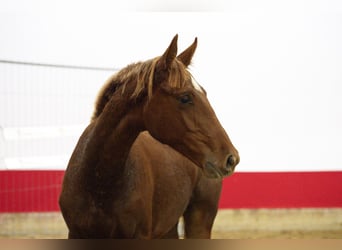 Anglo European Studbook, Stallion, 1 year, 15 hh, Chestnut-Red
