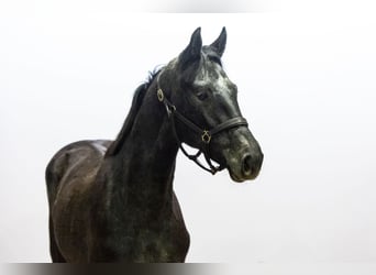 Anglo European Studbook, Stallion, 1 year, 15 hh, Grey-Dark-Tan