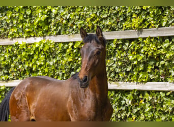 Anglo European Studbook, Stallion, 1 year, 15 hh