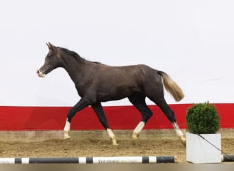 Anglo European Studbook, Stallion, 1 year, 15,1 hh, Grey