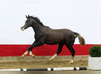 Anglo European Studbook, Stallion, 1 year, 15,1 hh, Grey