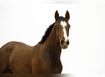 Anglo European Studbook, Stallion, 1 year, 15,2 hh, Brown