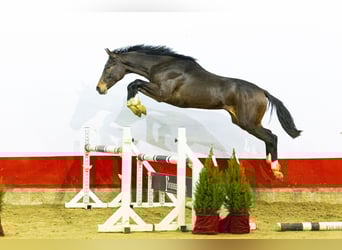 Anglo European Studbook, Stallion, 1 year, 15,2 hh, Brown