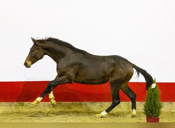 Anglo European Studbook, Stallion, 1 year, 15,2 hh, Brown