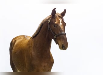 Anglo European Studbook, Stallion, 1 year, 15,2 hh, Chestnut-Red