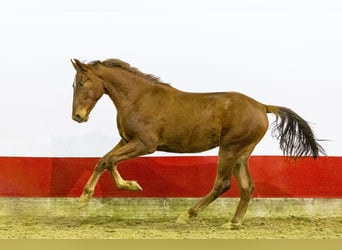 Anglo European Studbook, Stallion, 1 year, 15,2 hh, Chestnut-Red
