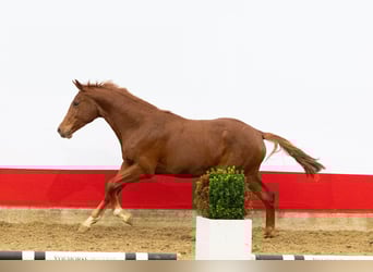 Anglo European Studbook, Stallion, 1 year, 15,3 hh, Chestnut-Red