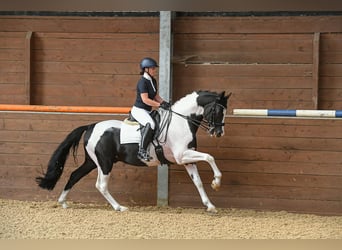 Anglo European Studbook, Stallion, 1 year, 16.1 hh, Tobiano-all-colors