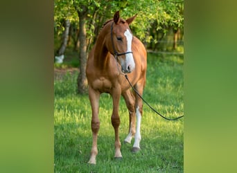 Anglo European Studbook, Stallion, 1 year, 16.2 hh, Chestnut-Red