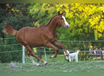 Anglo European Studbook, Stallion, 1 year, 16.2 hh, Chestnut-Red