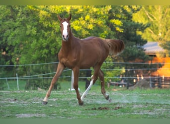 Anglo European Studbook, Stallion, 1 year, 16.2 hh, Chestnut-Red