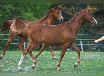 Anglo European Studbook, Stallion, 1 year, 16.2 hh, Chestnut-Red