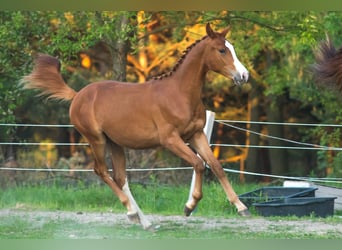 Anglo European Studbook, Stallion, 1 year, 16.2 hh, Chestnut-Red