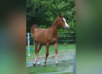Anglo European Studbook, Stallion, 1 year, 16.2 hh, Chestnut-Red
