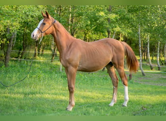 Anglo European Studbook, Stallion, 1 year, 16.2 hh, Chestnut-Red