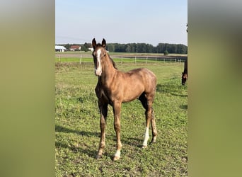 Anglo European Studbook, Stallion, 1 year, 16,2 hh, Gray