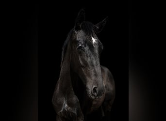 Anglo European Studbook, Stallion, 1 year, 16.2 hh, Grey