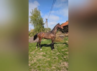 Anglo European Studbook, Stallion, 1 year, 16,2 hh, Bay-Dark
