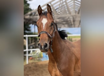 Anglo European Studbook, Stallion, 1 year, 16,2 hh, Bay