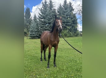 Anglo European Studbook, Stallion, 1 year, 17 hh, Brown