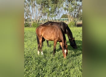 Anglo European Studbook, Stallion, 1 year, Bay