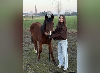 Anglo European Studbook, Stallion, 1 year, Brown