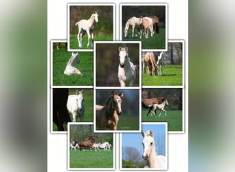 Anglo European Studbook, Stallion, 1 year