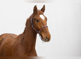 Anglo European Studbook, Stallion, 2 years, 14,3 hh, Chestnut-Red