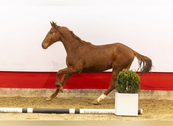 Anglo European Studbook, Stallion, 2 years, 14,3 hh, Chestnut-Red