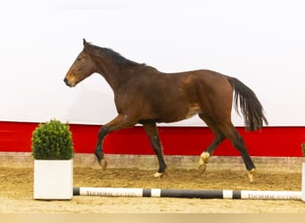 Anglo European Studbook, Stallion, 2 years, 15,2 hh, Brown