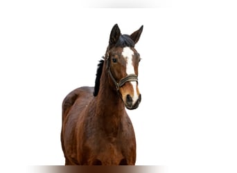 Anglo European Studbook, Stallion, 2 years, 15,2 hh, Brown