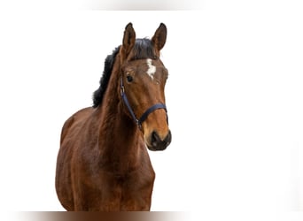 Anglo European Studbook, Stallion, 2 years, 15,2 hh, Brown