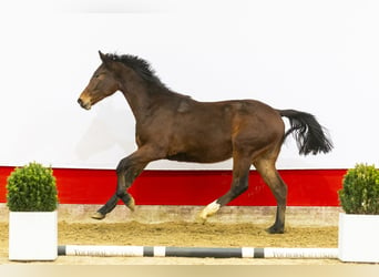 Anglo European Studbook, Stallion, 2 years, 15,2 hh, Brown