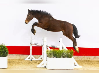 Anglo European Studbook, Stallion, 2 years, 15,2 hh, Brown