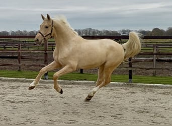 Anglo European Studbook, Stallion, 2 years, 15.3 hh, Palomino