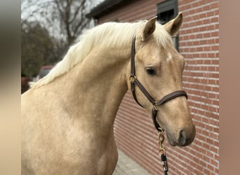 Anglo European Studbook, Stallion, 2 years, 15.3 hh, Palomino