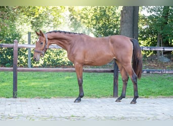 Anglo European Studbook, Stallion, 2 years, 15,1 hh, Brown