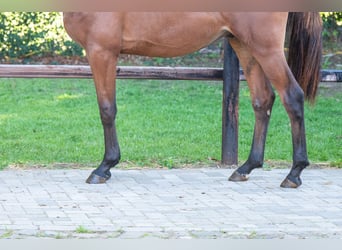 Anglo European Studbook, Stallion, 2 years, 15,1 hh, Brown