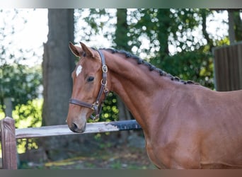 Anglo European Studbook, Stallion, 2 years, 15,1 hh, Brown