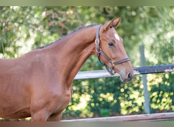Anglo European Studbook, Stallion, 2 years, 15,1 hh, Brown